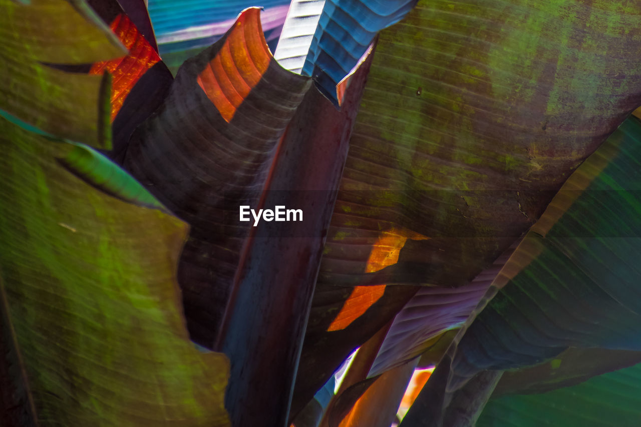 LOW ANGLE VIEW OF LEAVES HANGING ON MULTI COLORED ROOF