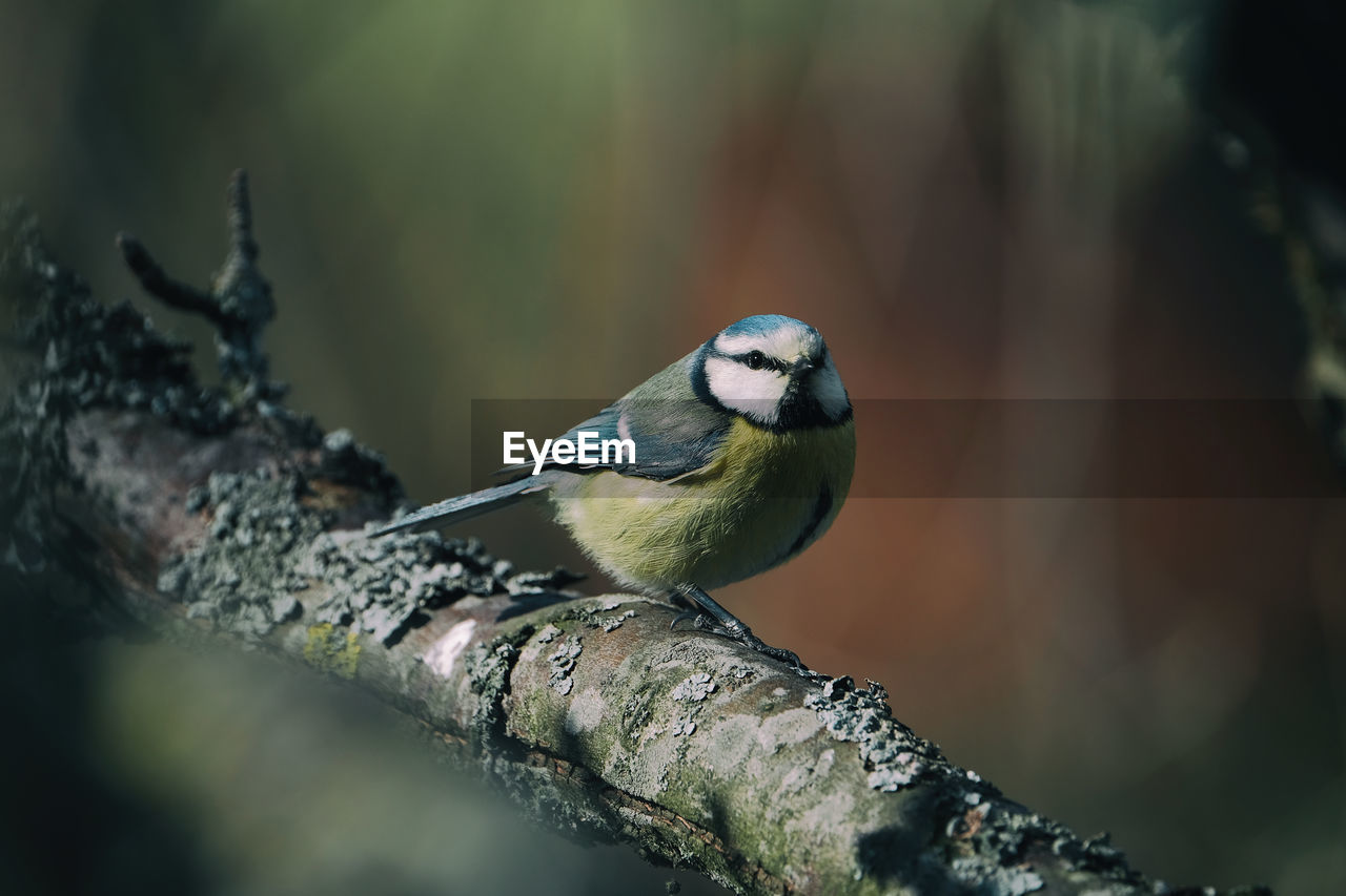 CLOSE-UP OF BIRD PERCHING ON TREE