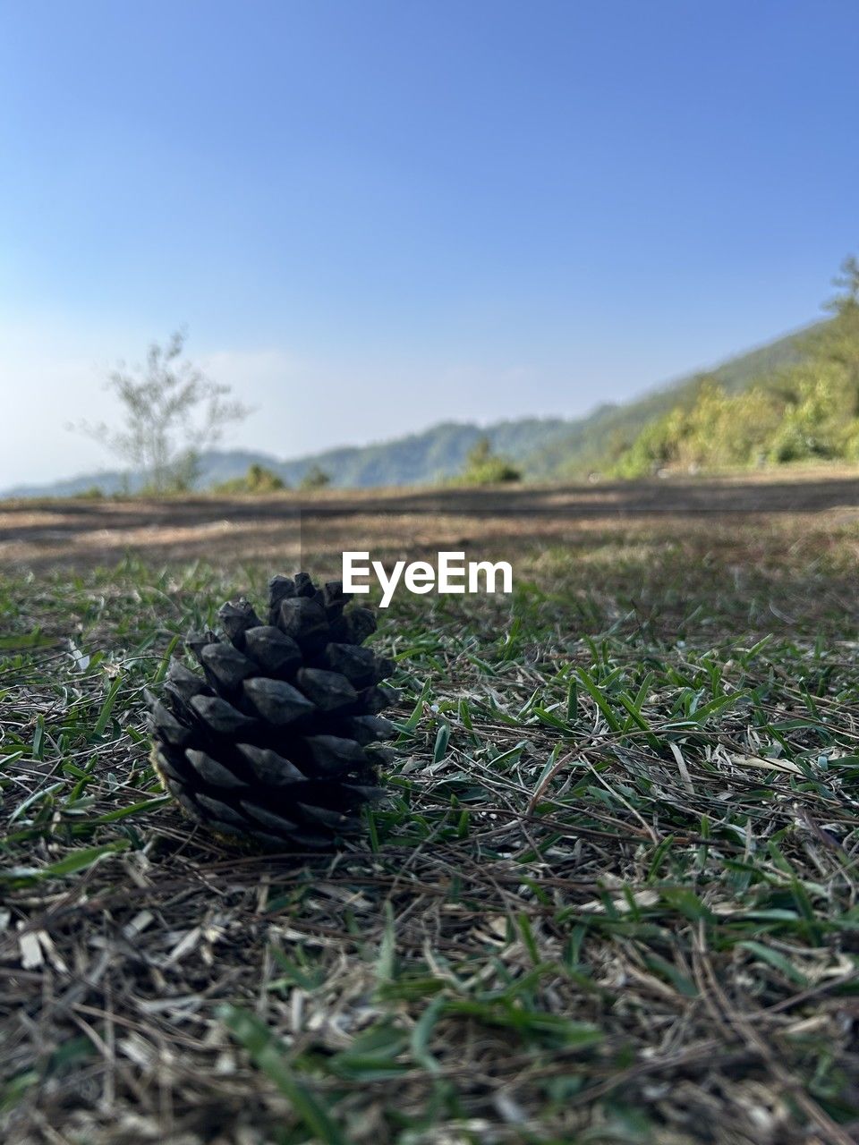 plant, tree, nature, no people, green, day, land, grass, sky, growth, outdoors, tranquility, leaf, beauty in nature, scenics - nature, landscape, close-up, environment, flower, wildlife, field, water
