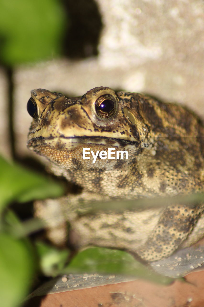 Frog of kalimantan