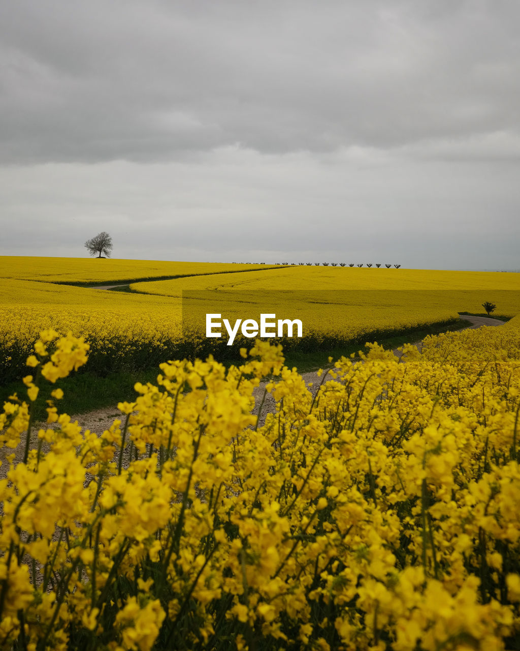 SCENIC VIEW OF YELLOW FIELD AGAINST SKY