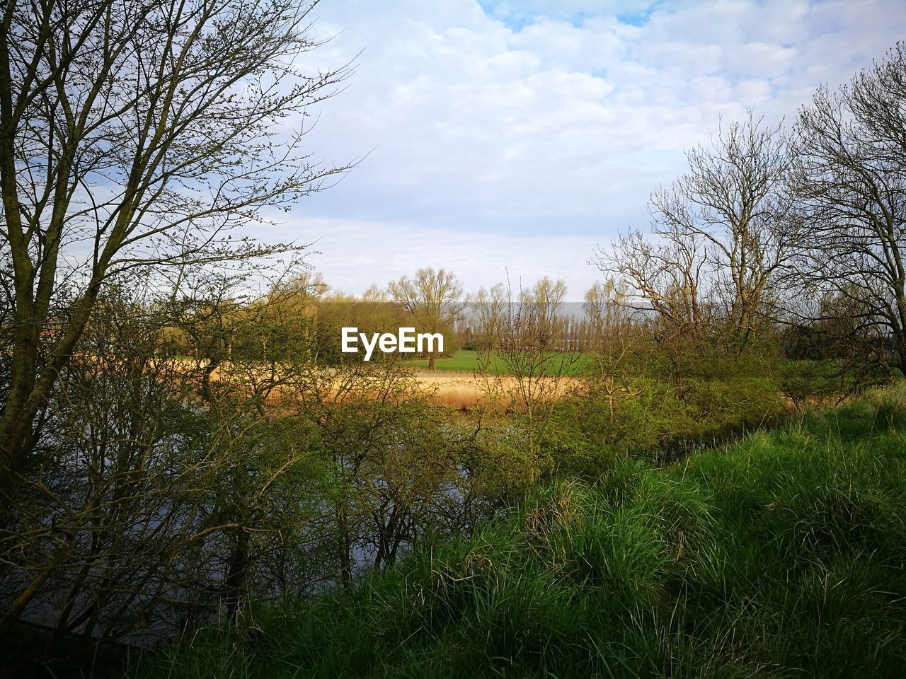 SCENIC VIEW OF GRASS AGAINST SKY