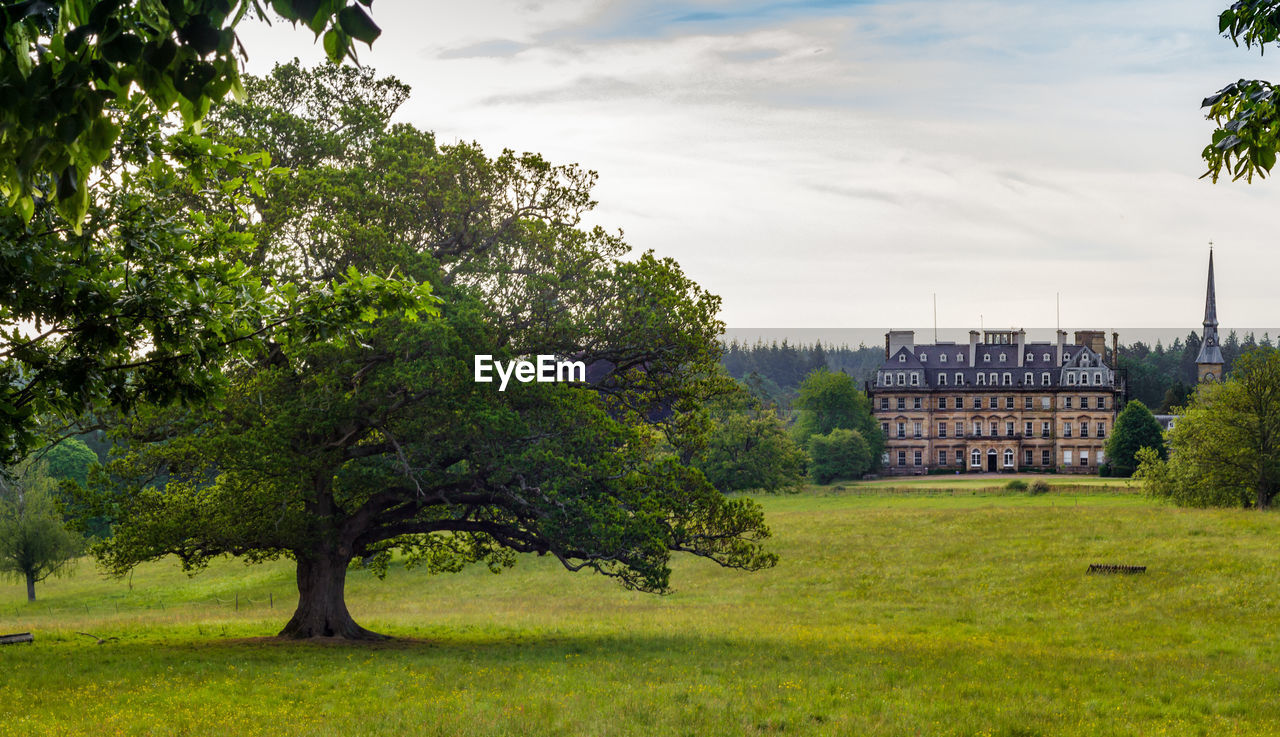 TREES GROWING ON FIELD AGAINST SKY