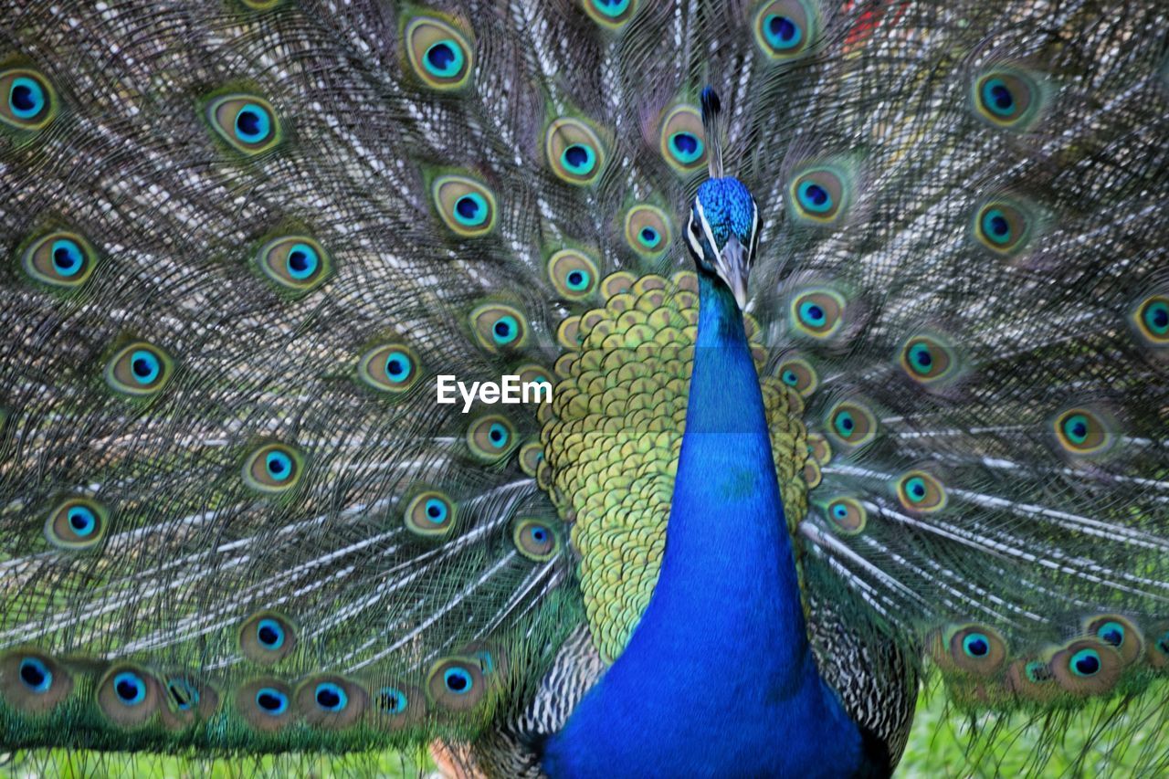 FULL FRAME SHOT OF PEACOCK FEATHERS