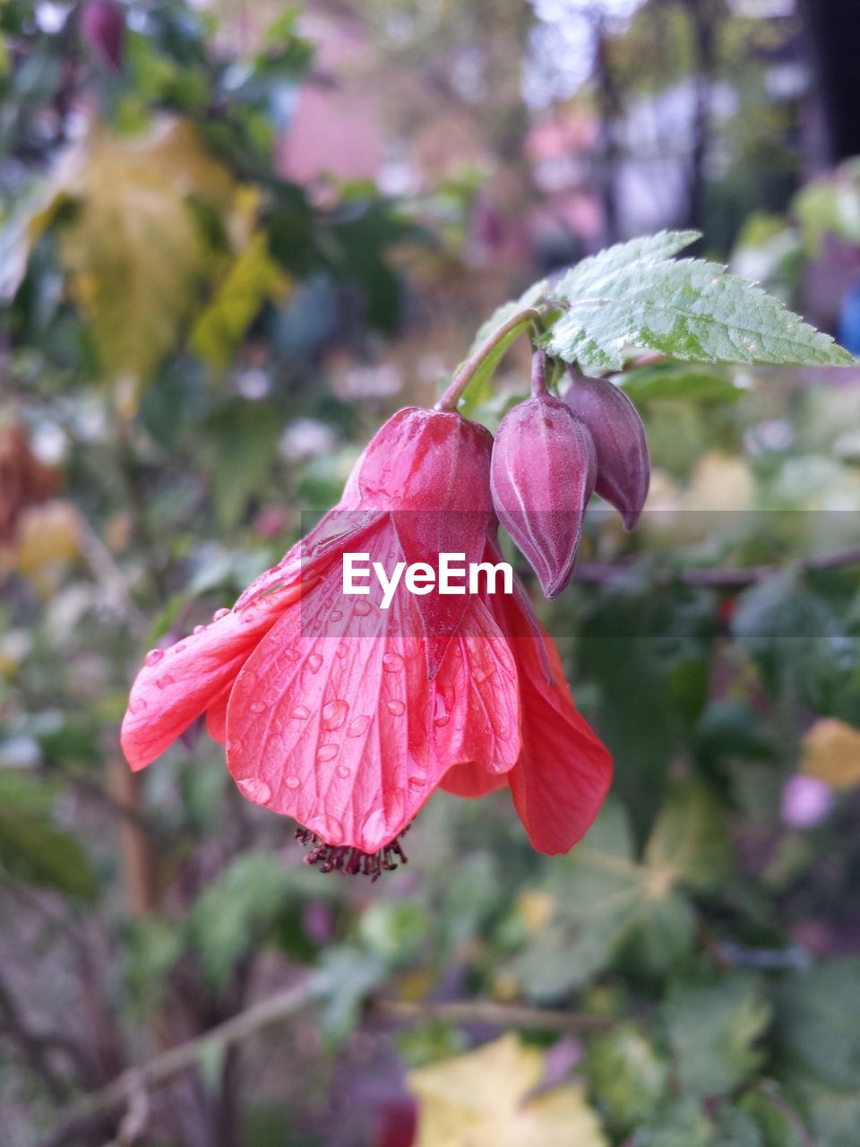 CLOSE-UP OF RED HIBISCUS