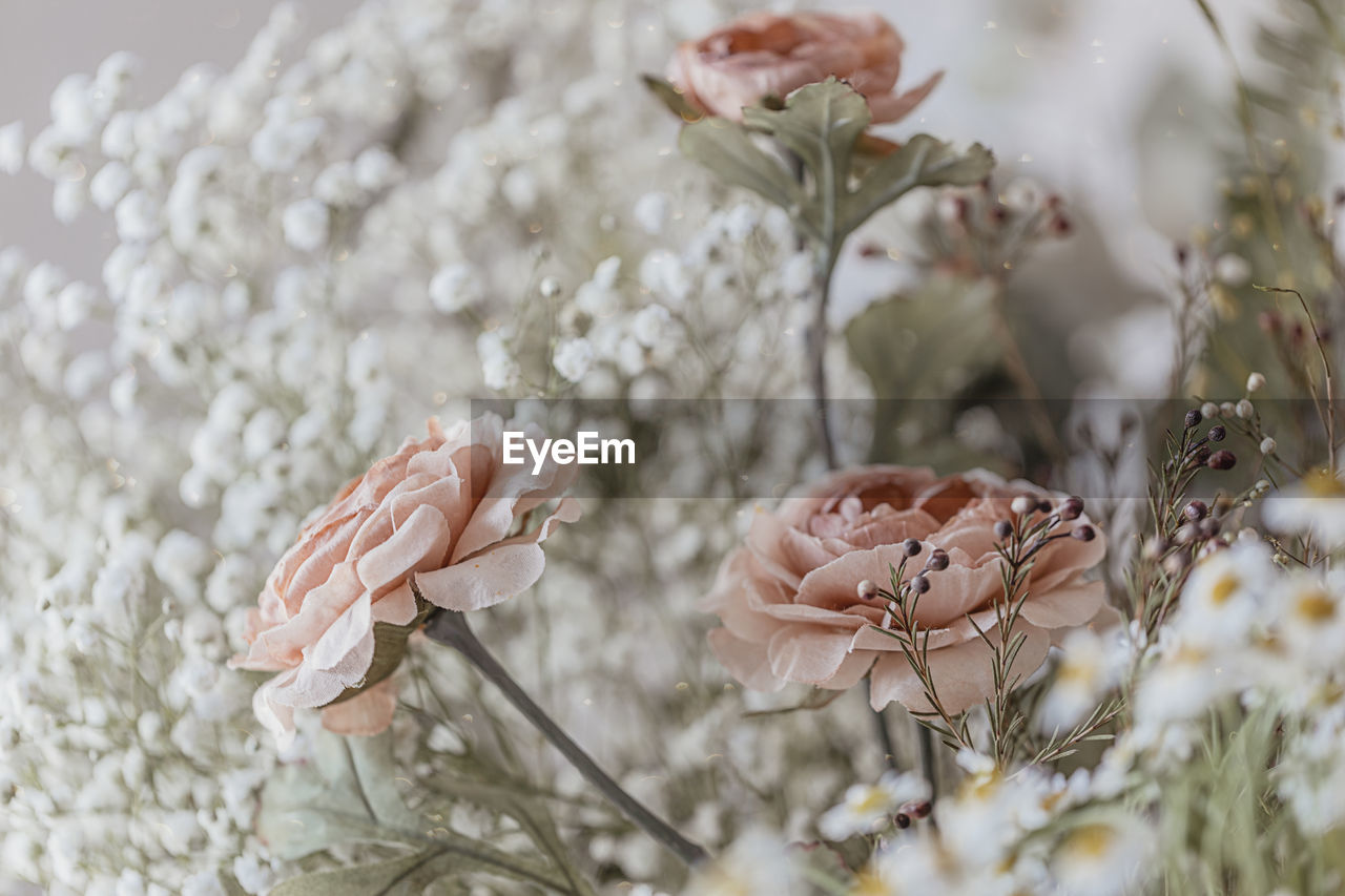 plant, flower, nature, beauty in nature, spring, branch, flowering plant, close-up, blossom, macro photography, selective focus, no people, growth, outdoors, winter, fragility, frost, springtime, tree, petal, freshness, white, day, animal, animal wildlife