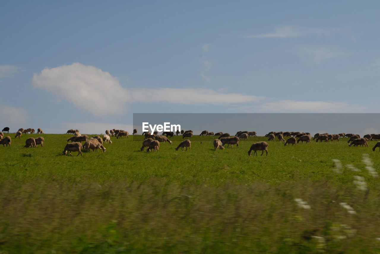 FLOCK OF SHEEP ON A FIELD