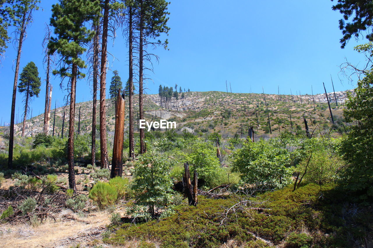 Scenic view of landscape against clear sky