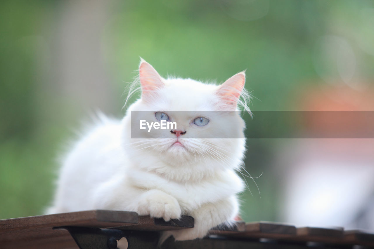 CLOSE-UP PORTRAIT OF CAT BY WHITE OUTDOORS