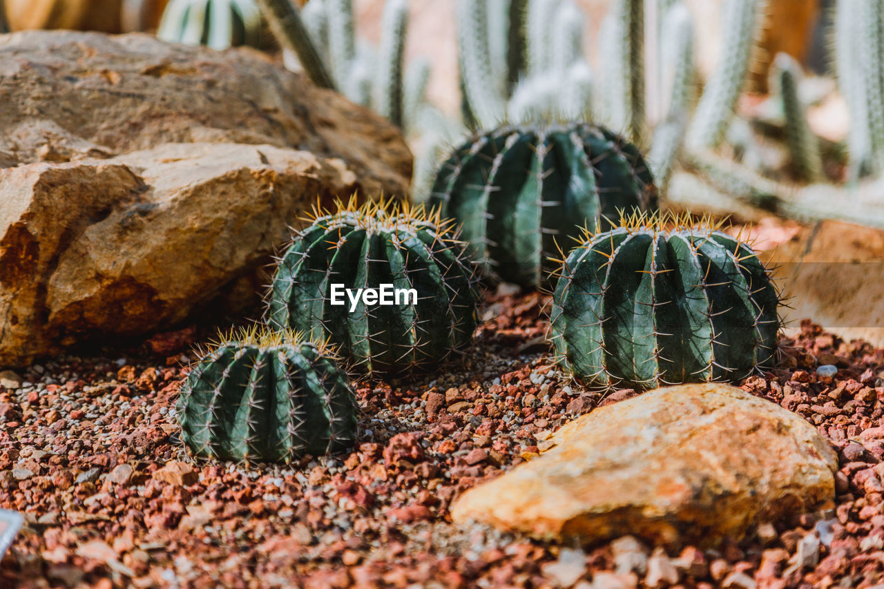 Close-up of succulent plant on rock