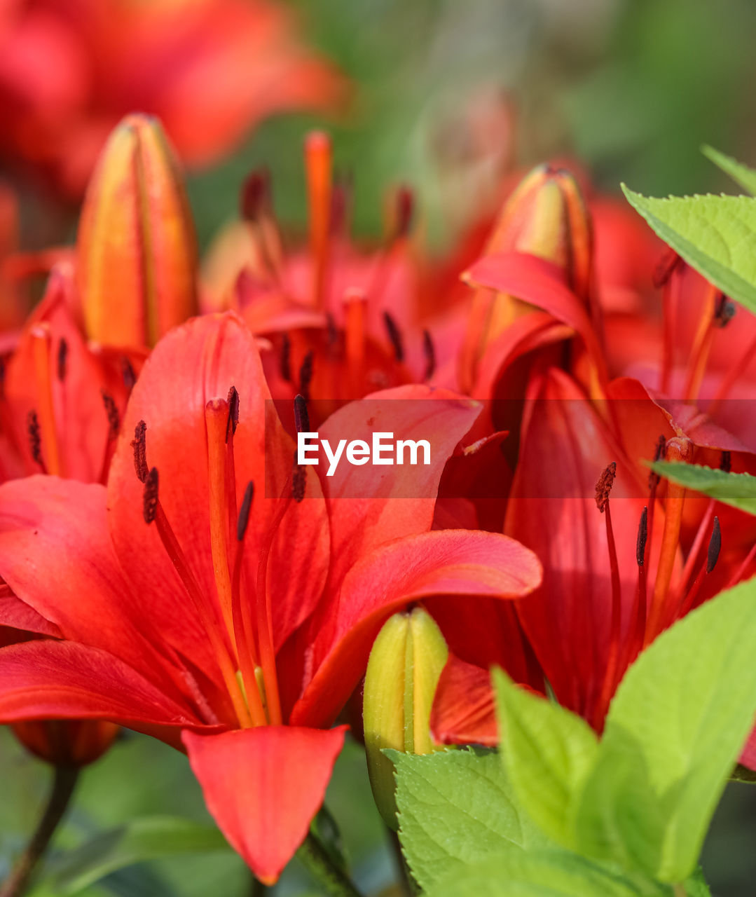 flower, plant, flowering plant, beauty in nature, freshness, petal, close-up, fragility, flower head, inflorescence, red, nature, growth, leaf, plant part, macro photography, lily, no people, vibrant color, springtime, pollen, botany, stamen, focus on foreground, orange color, outdoors, blossom, selective focus, day
