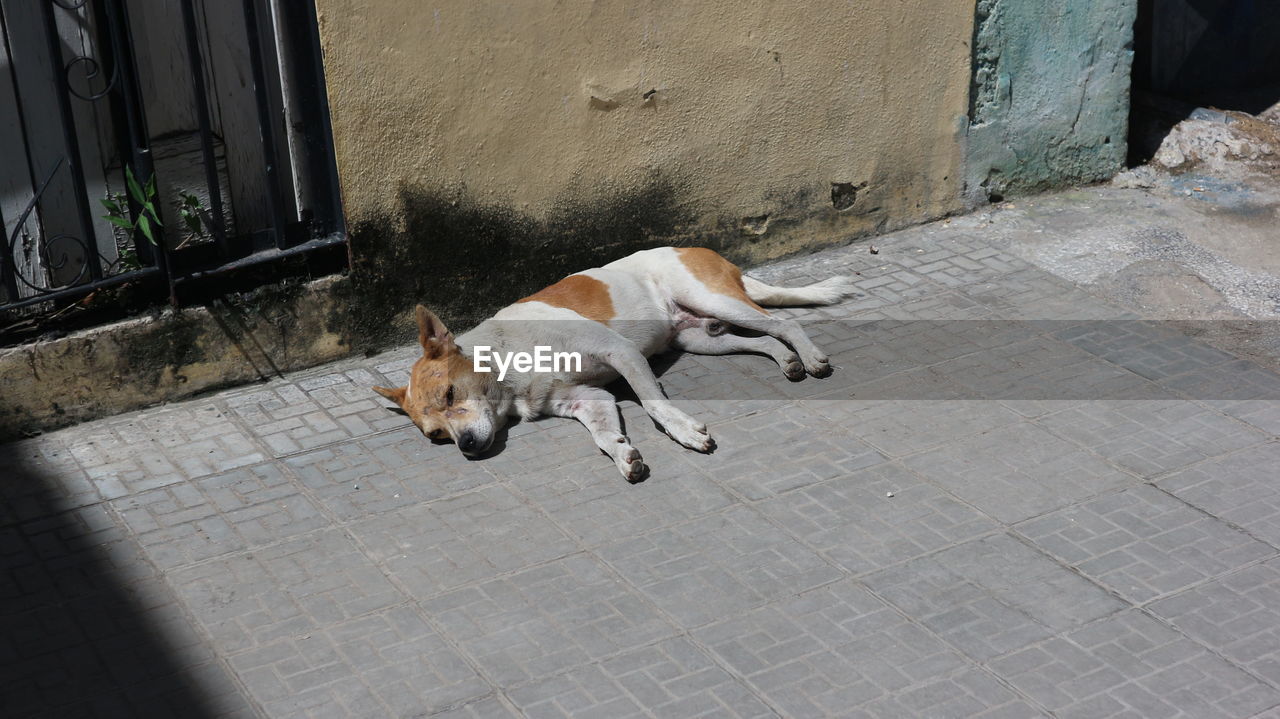 Dog in havana, cuba