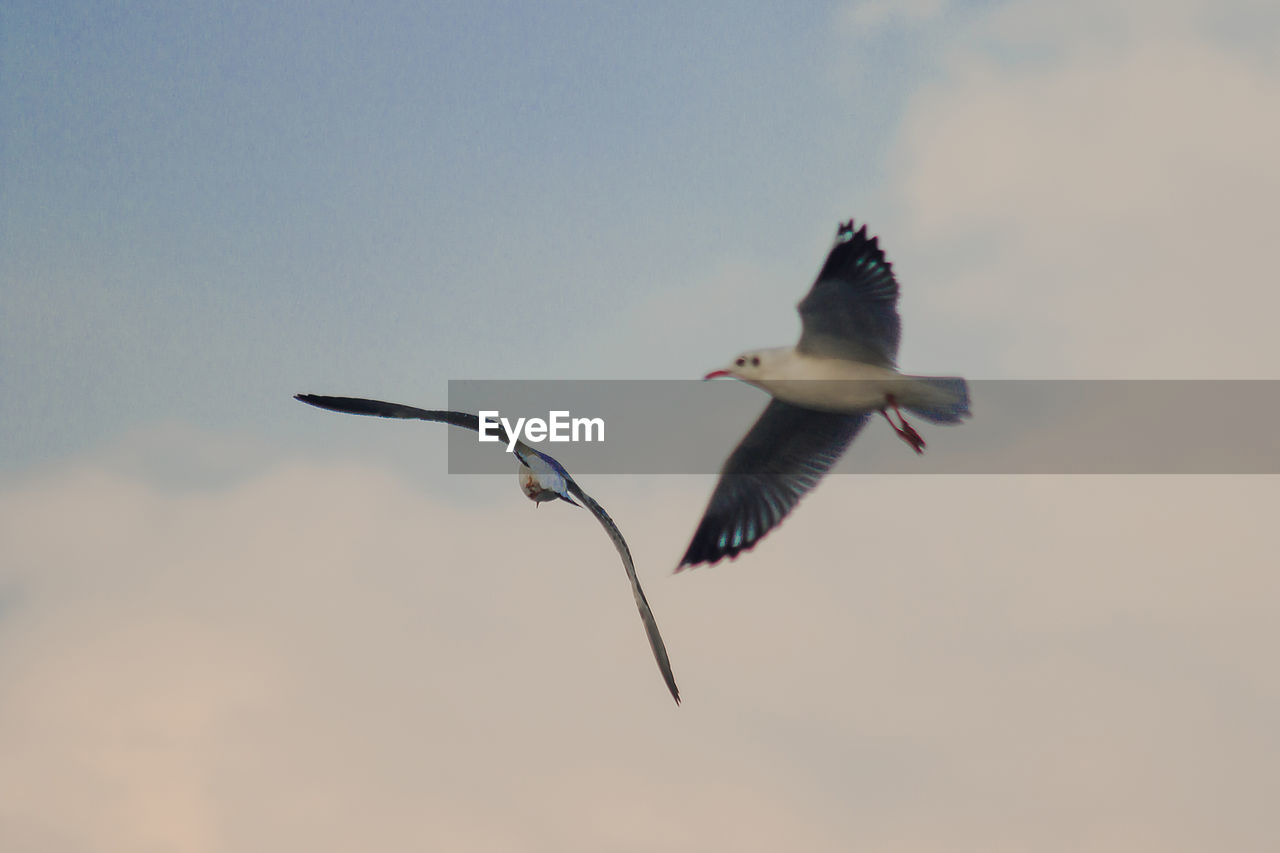 LOW ANGLE VIEW OF SEAGULLS FLYING