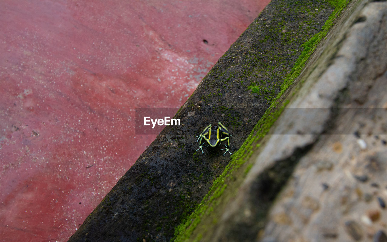 High angle view of poison dart frog on a patio