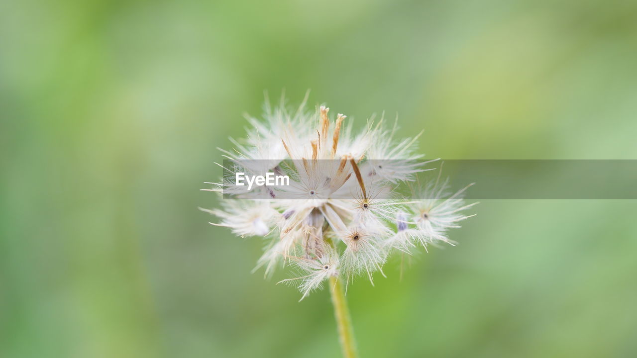 CLOSE-UP OF DANDELION AGAINST WHITE FLOWER