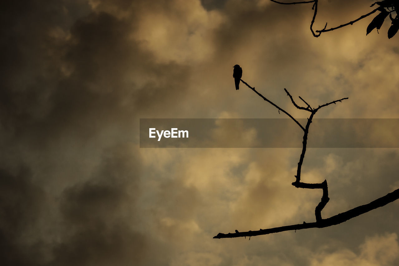 LOW ANGLE VIEW OF SILHOUETTE BIRDS PERCHING ON TREE