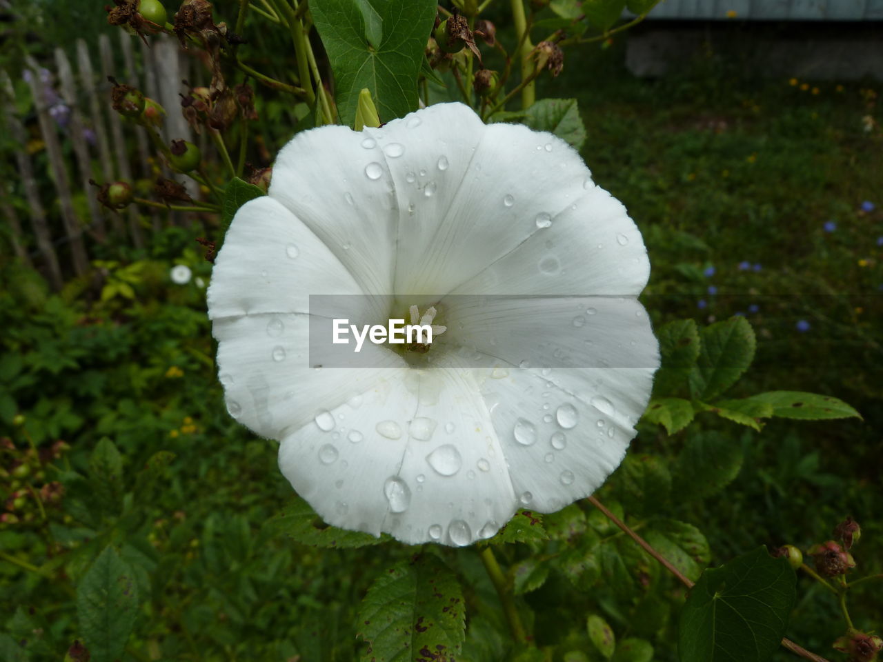 CLOSE-UP OF WET WHITE FLOWER BLOOMING IN PARK
