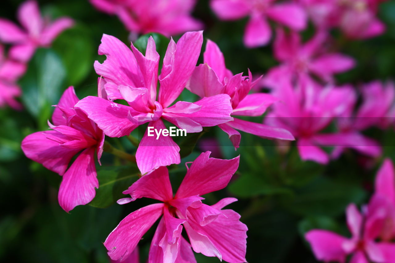 CLOSE-UP OF PINK FLOWERS BLOOMING