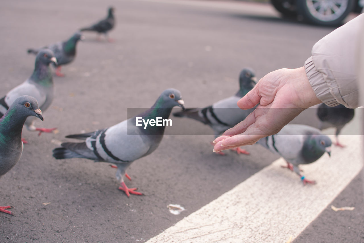 bird, animal, animal themes, hand, pigeons and doves, animal wildlife, pigeon, stock dove, wildlife, city, street, feeding, car, group of animals, day, road, eating, one person, food, wheel, transportation, outdoors, dove - bird, nature, focus on foreground, finger