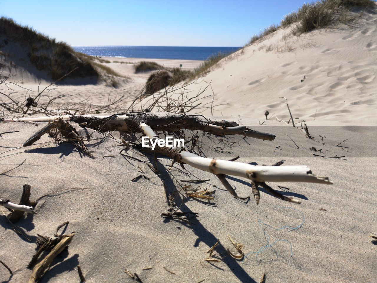 Driftwood on beach against clear sky