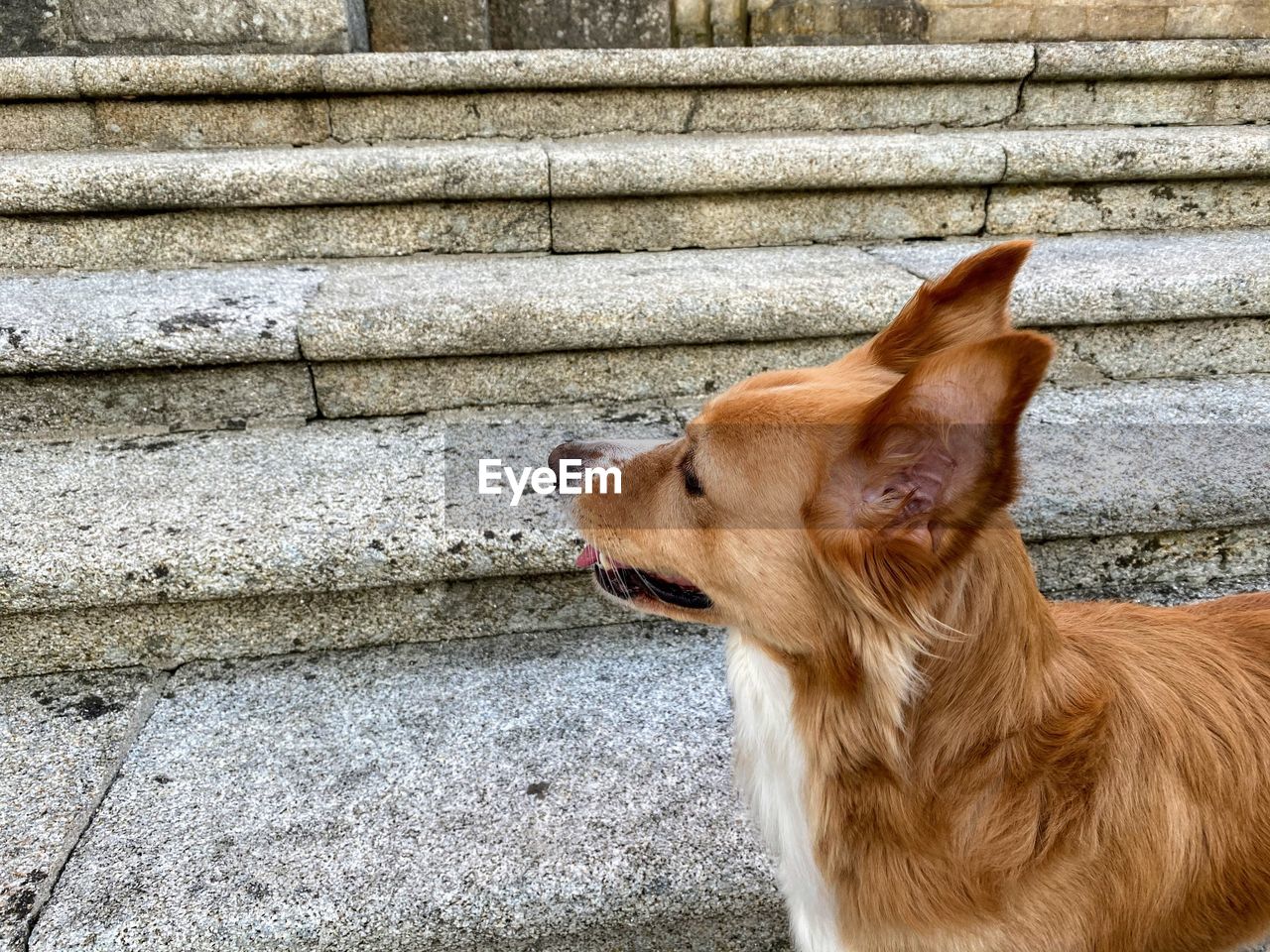 CLOSE-UP OF A DOG LOOKING AWAY OUTDOORS