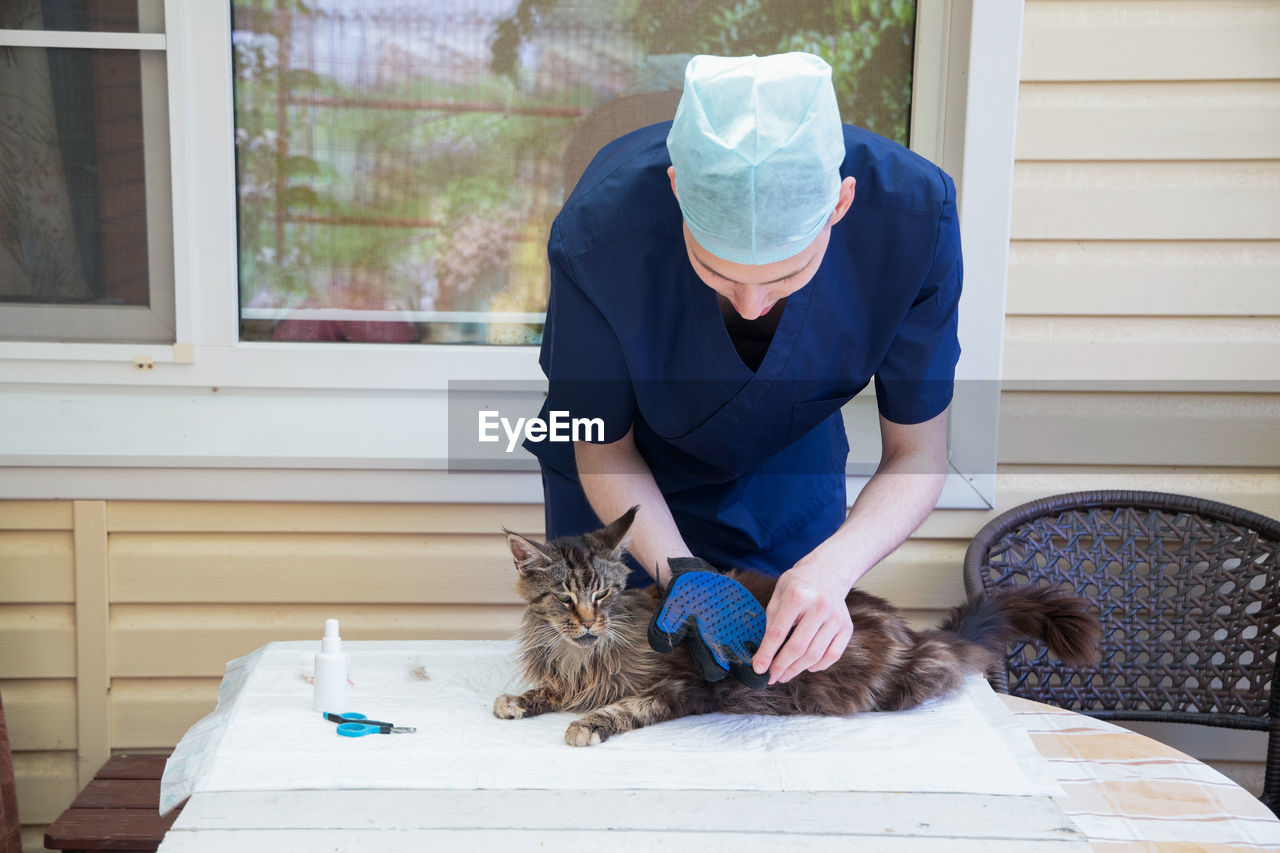 The veterinarian combs the maine coon cat with gloves, provides grooming and regular care 