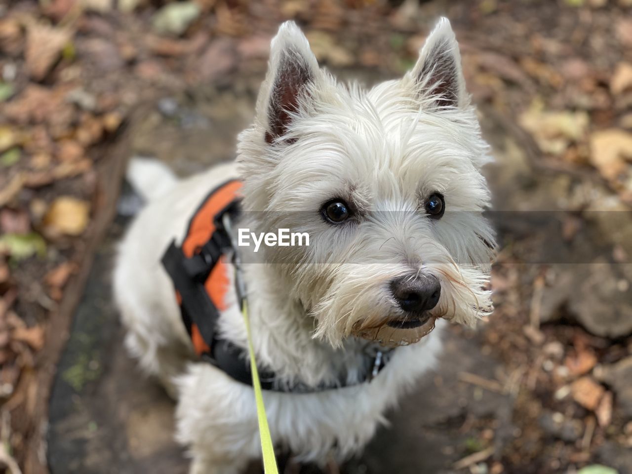 Westie in a wood looking at the camera 