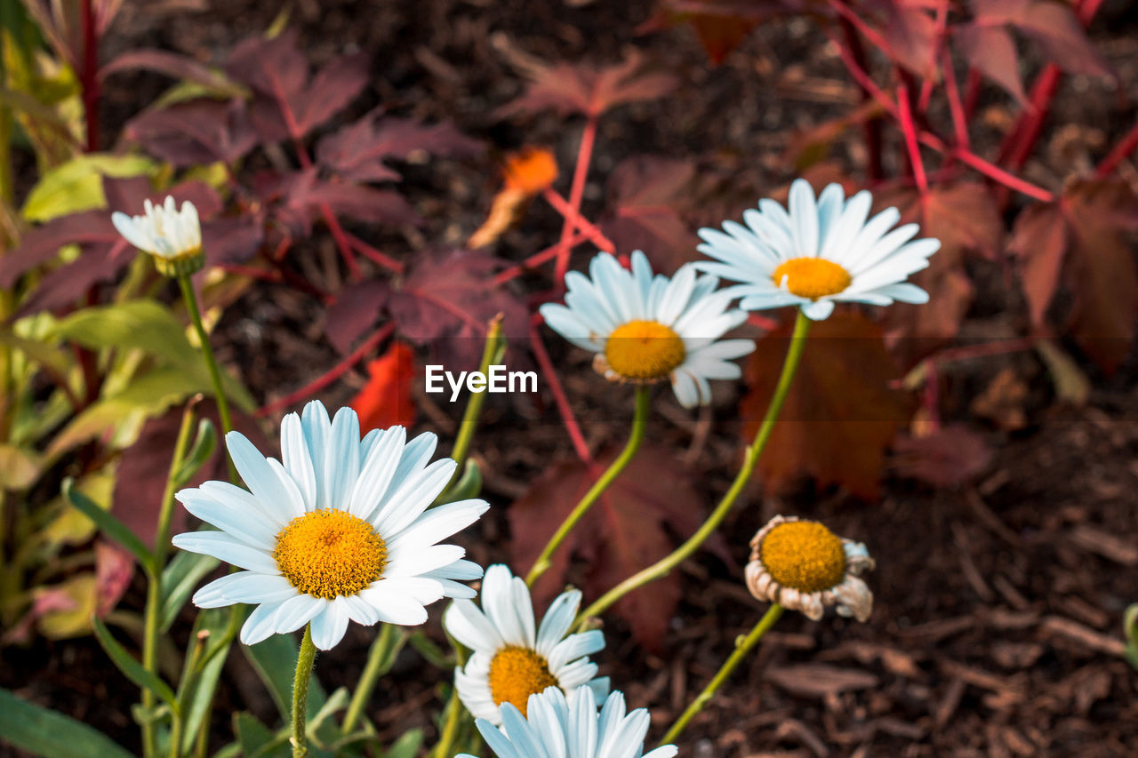 CLOSE-UP OF WHITE FLOWERING PLANT
