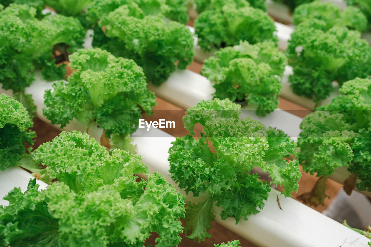 Vegetable lettuce in a greenhouse farm