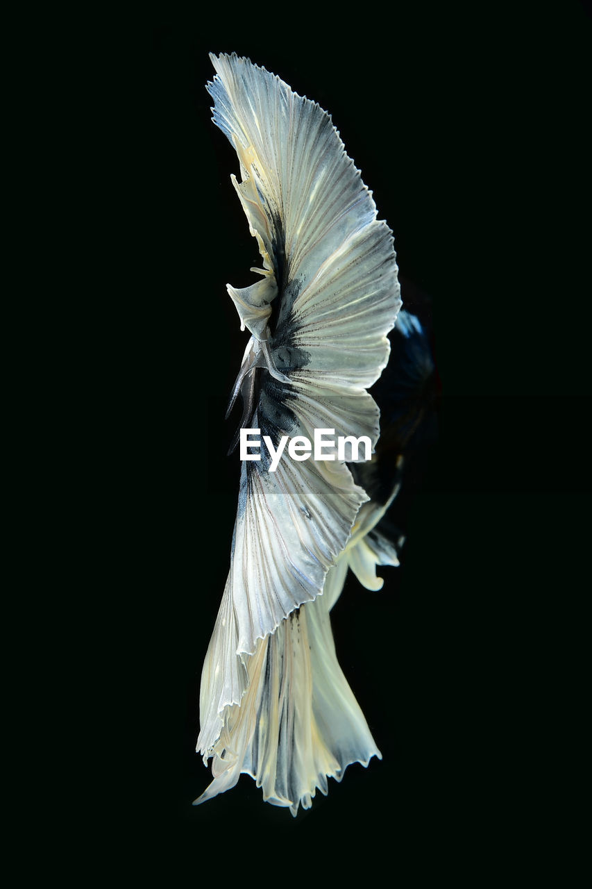 Close-up of siamese fighting fish swimming underwater against black background