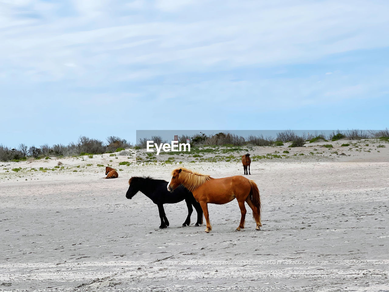 Wild horses on the beach