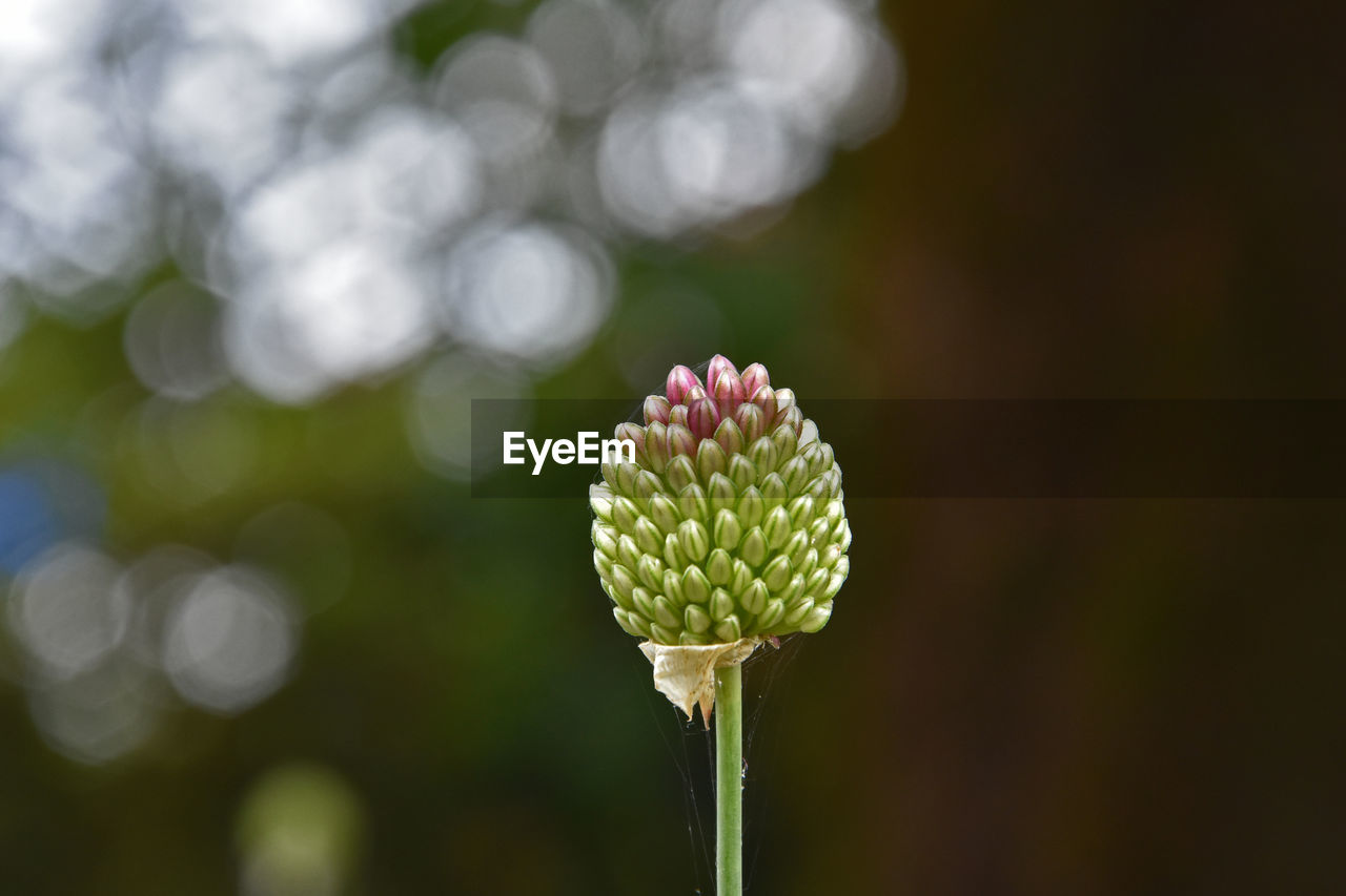 Close-up of allium flower