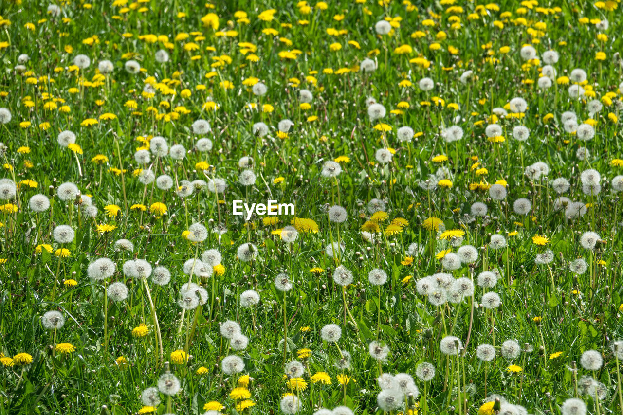 Fresh white flowers in field