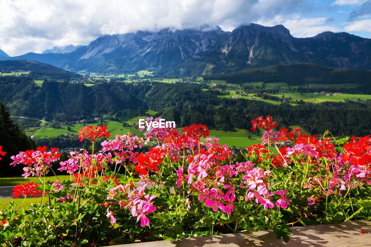 high angle view of flowering plants against mountains