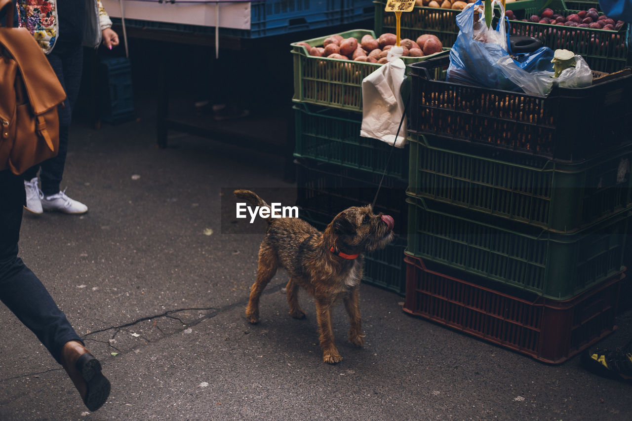 Dog on street