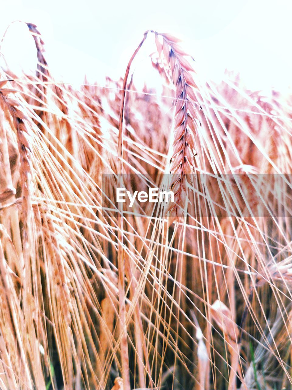 CLOSE-UP OF STALKS IN FIELD AGAINST THE SKY