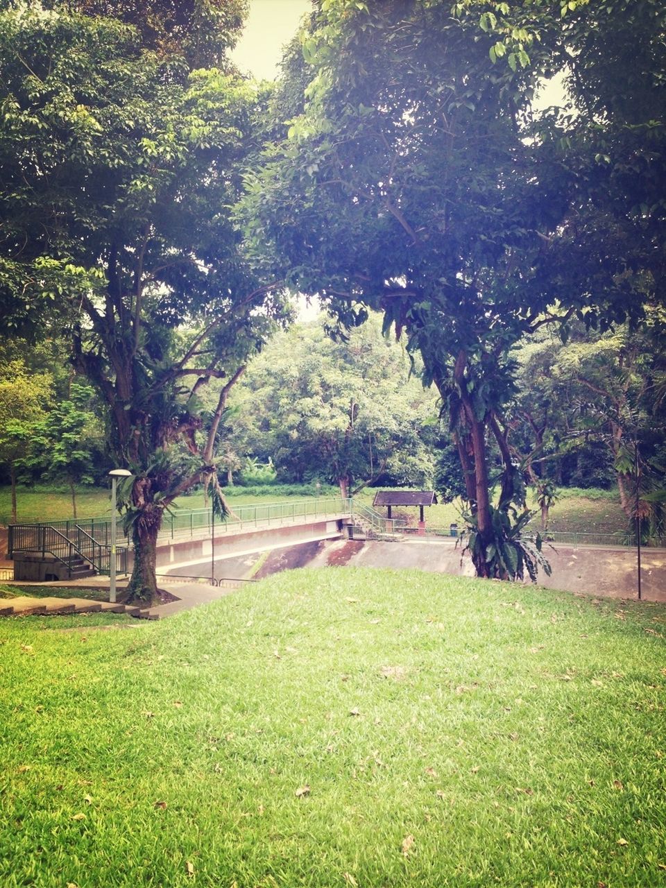 TREES ON GRASSY FIELD IN PARK