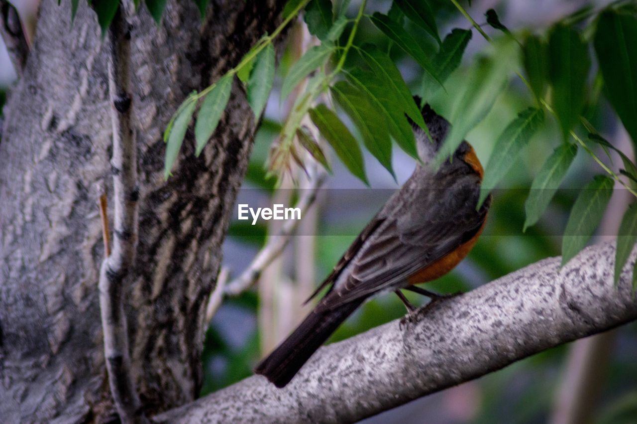 BIRD PERCHING ON A TREE