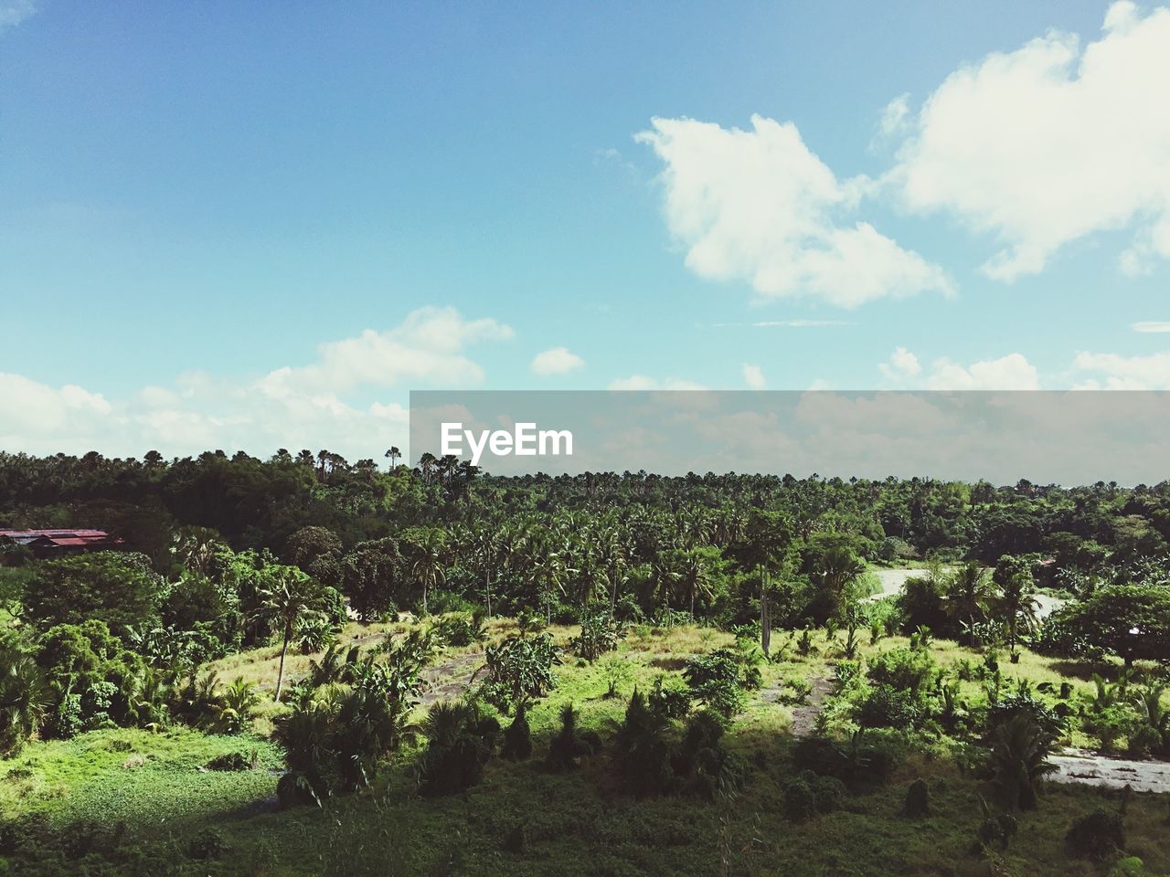 Trees growing on field against cloudy sky