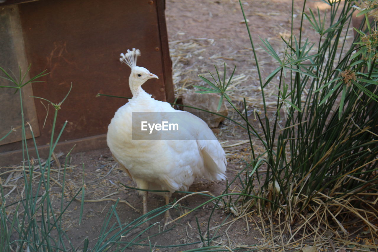 SWAN ON FIELD