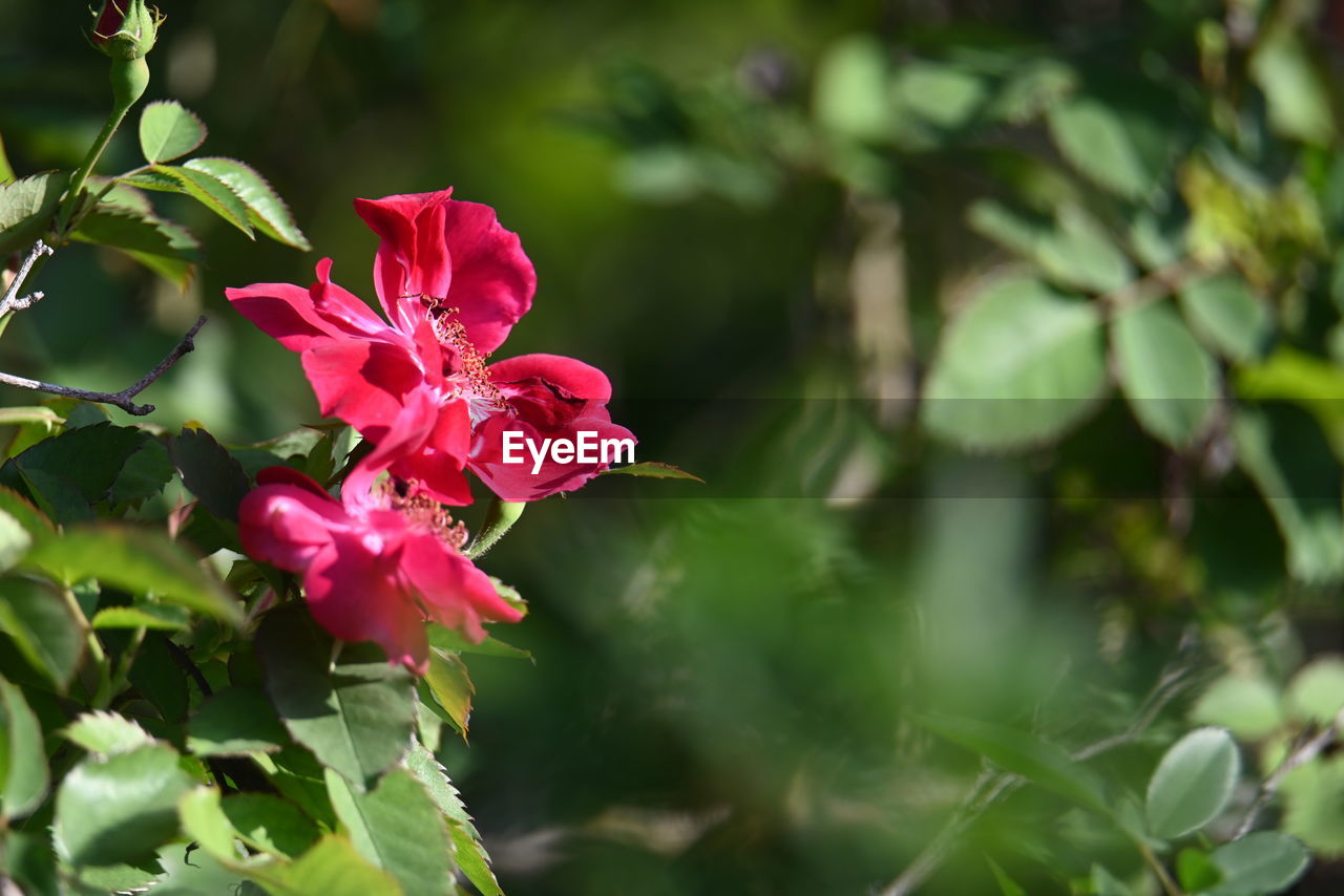 plant, flower, flowering plant, beauty in nature, plant part, nature, leaf, freshness, pink, petal, blossom, rose, red, flower head, close-up, shrub, inflorescence, outdoors, no people, multi colored, fragility, tree, summer, environment, green, growth, springtime, botany