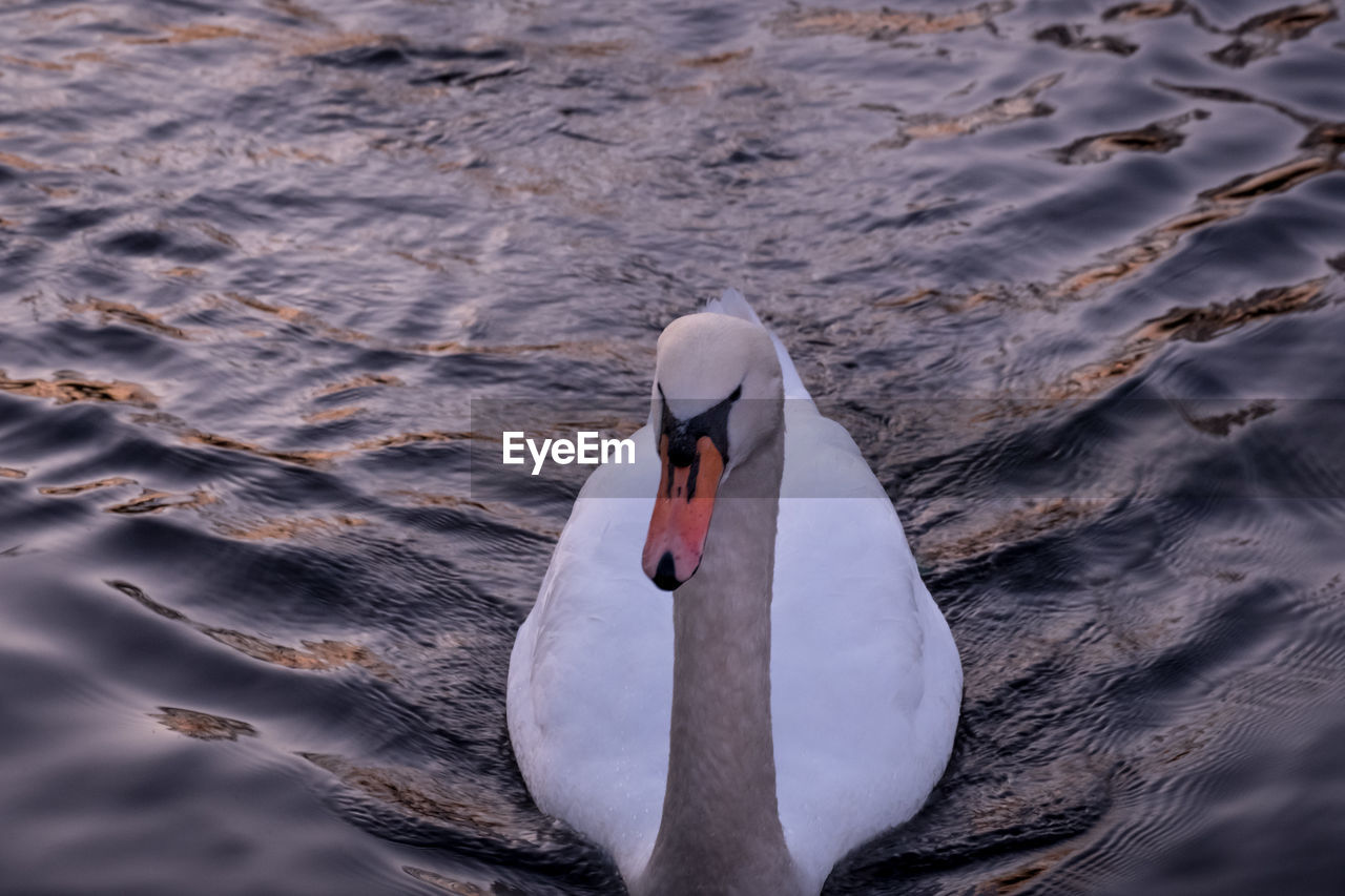 HIGH ANGLE VIEW OF SWAN FLOATING IN LAKE
