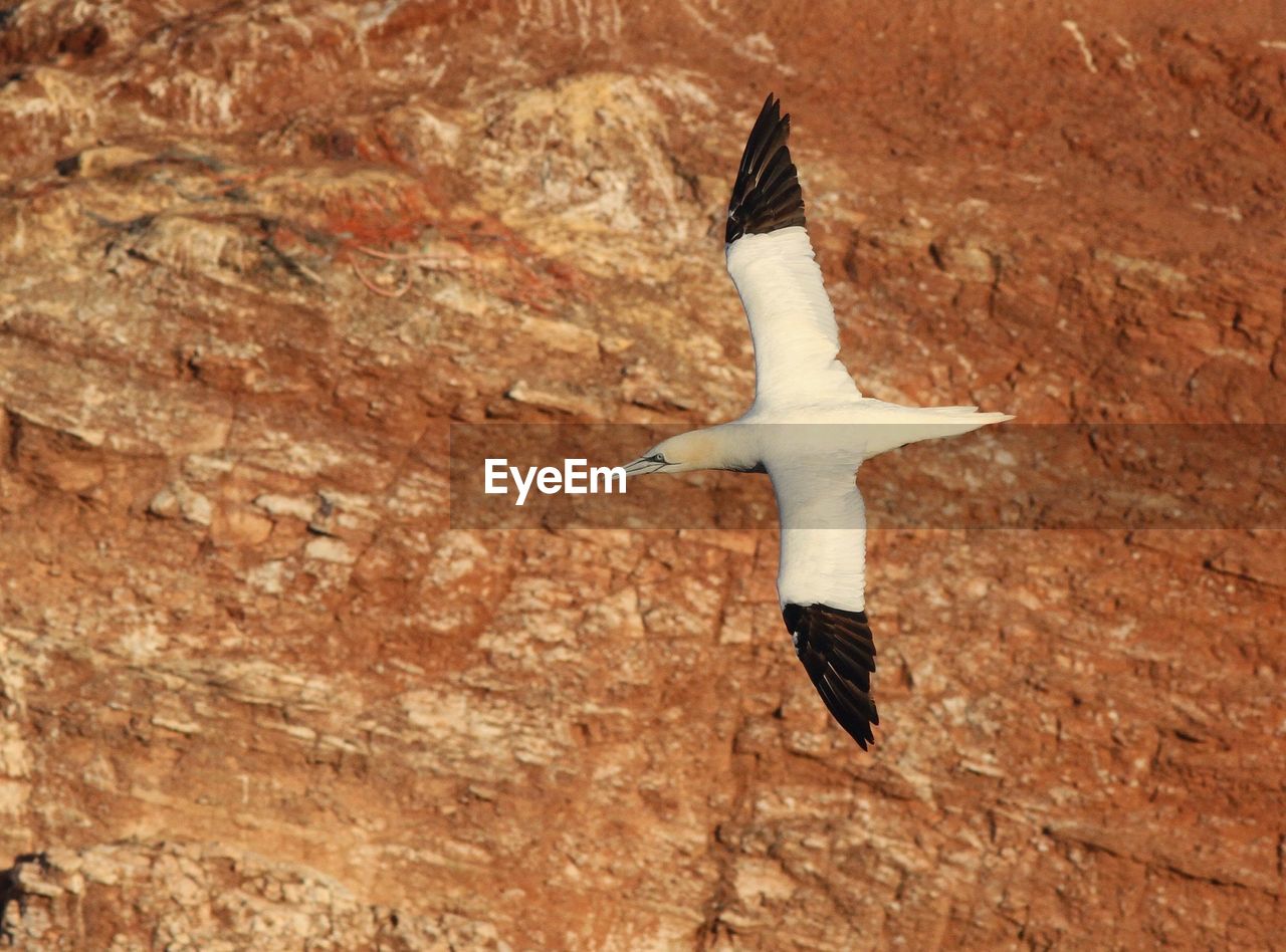 High angle view of bird flying over landscape