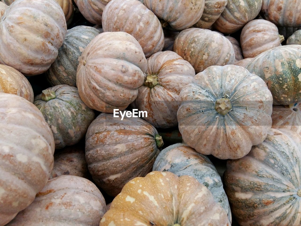 Local malaysia pumpkin in the market