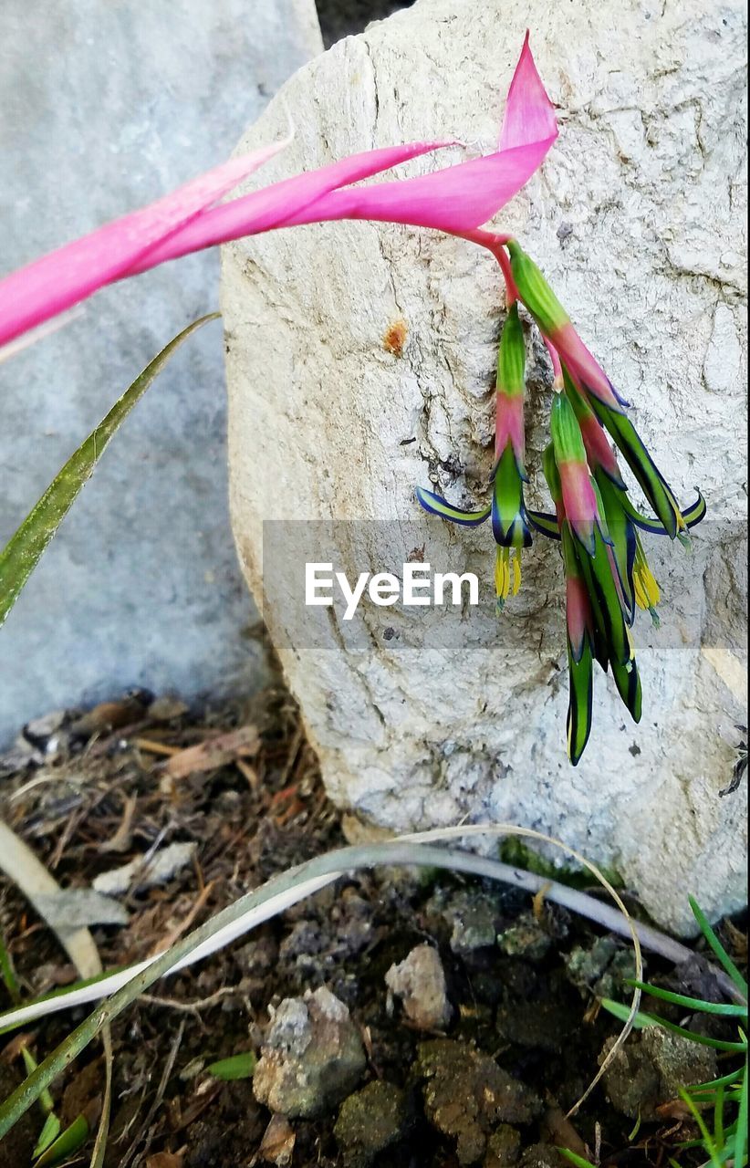 CLOSE-UP OF PLANTS