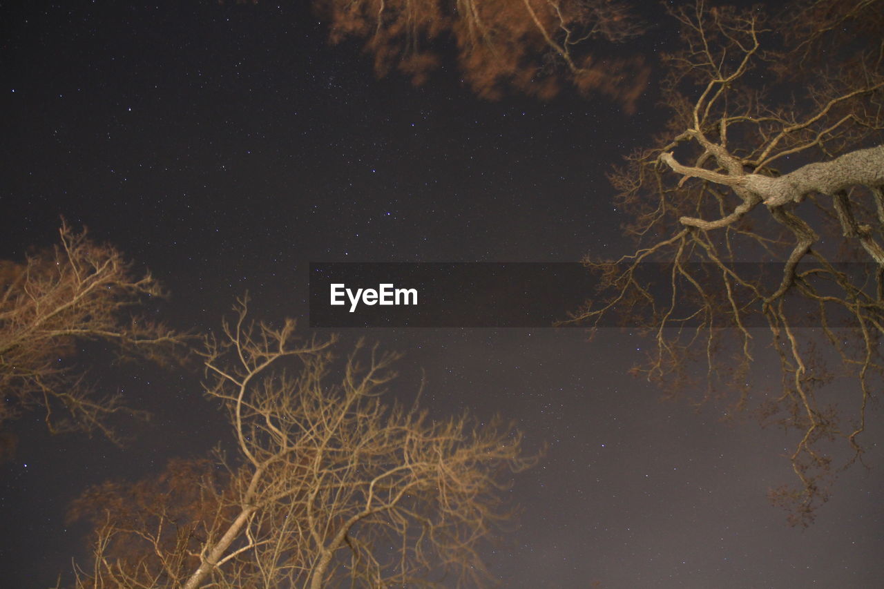 Directly below view of trees against constellation in sky