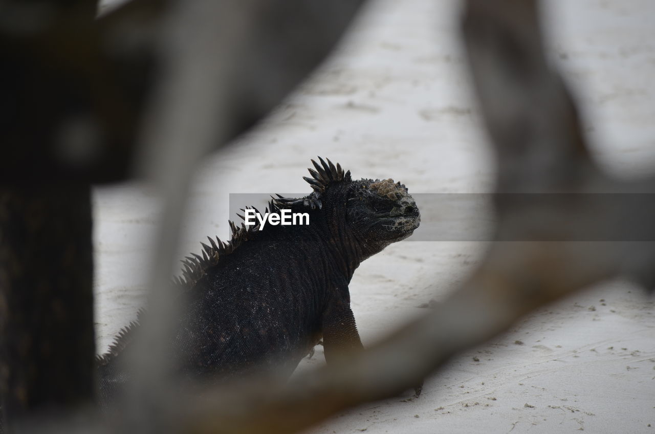 High angle view of iguana at galapagos islands