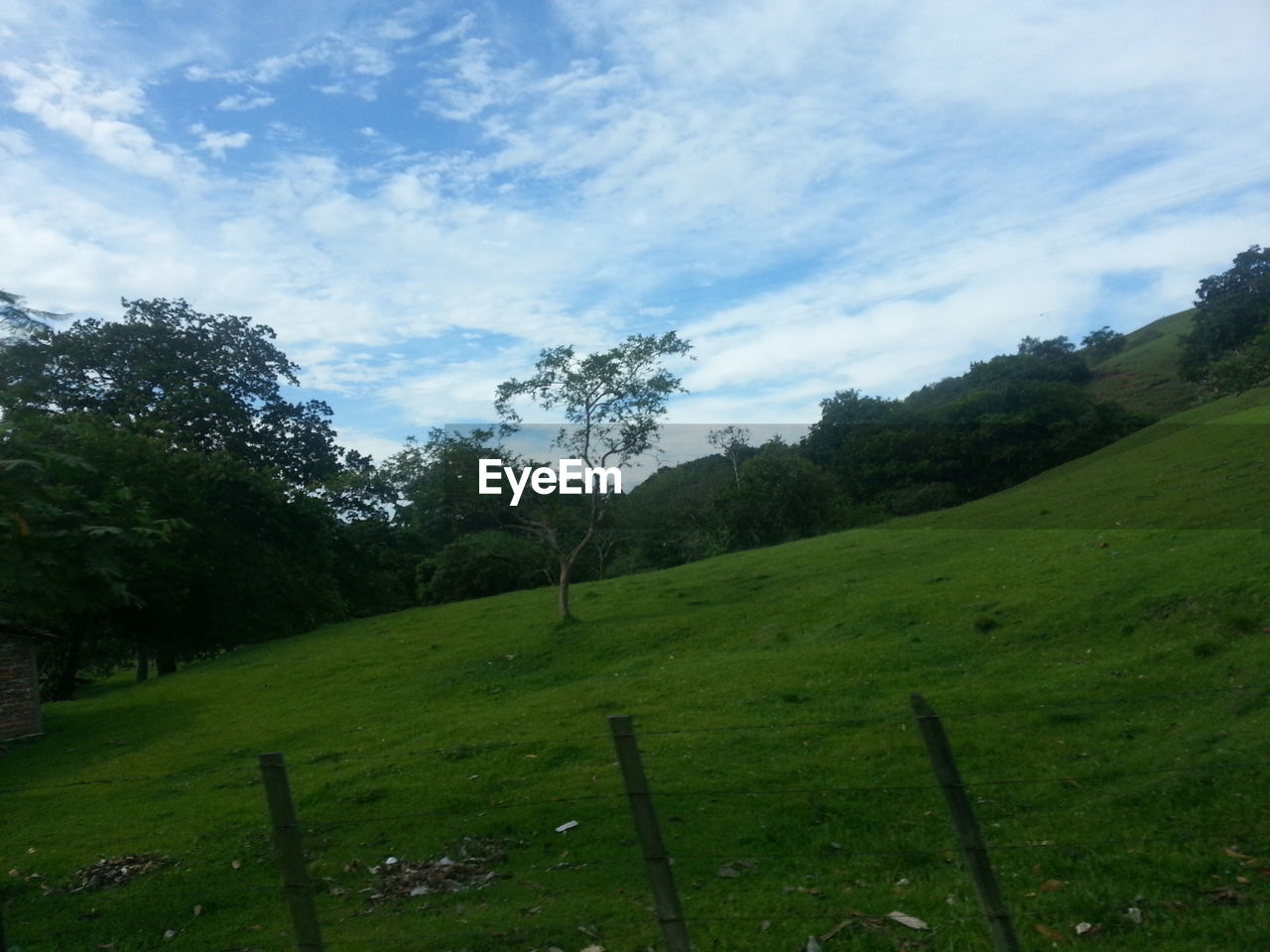 TREES ON GRASSY FIELD