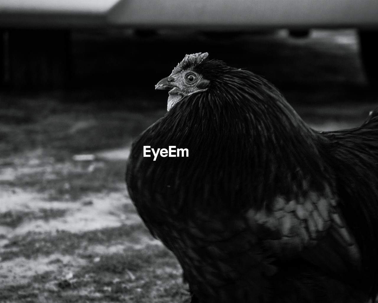 Close-up of hen