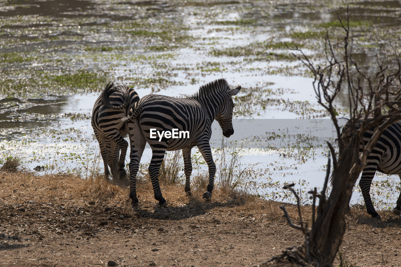 Zebras drinking water in a lake